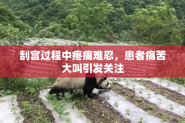 刮宫过程中疼痛难忍，患者痛苦大叫引发关注