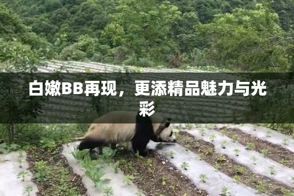 白嫩BB再现，更添精品魅力与光彩