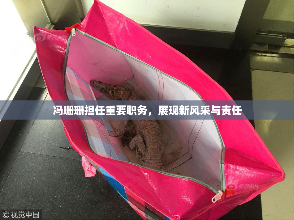 冯珊珊担任重要职务，展现新风采与责任