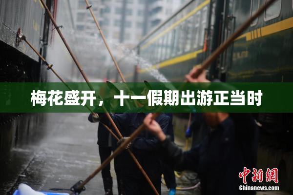 梅花盛开，十一假期出游正当时