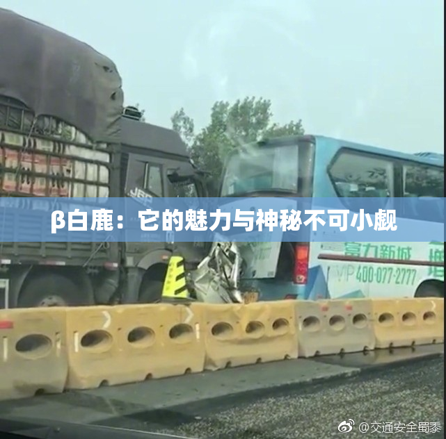 β白鹿：它的魅力与神秘不可小觑
