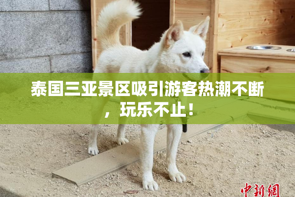 泰国三亚景区吸引游客热潮不断，玩乐不止！