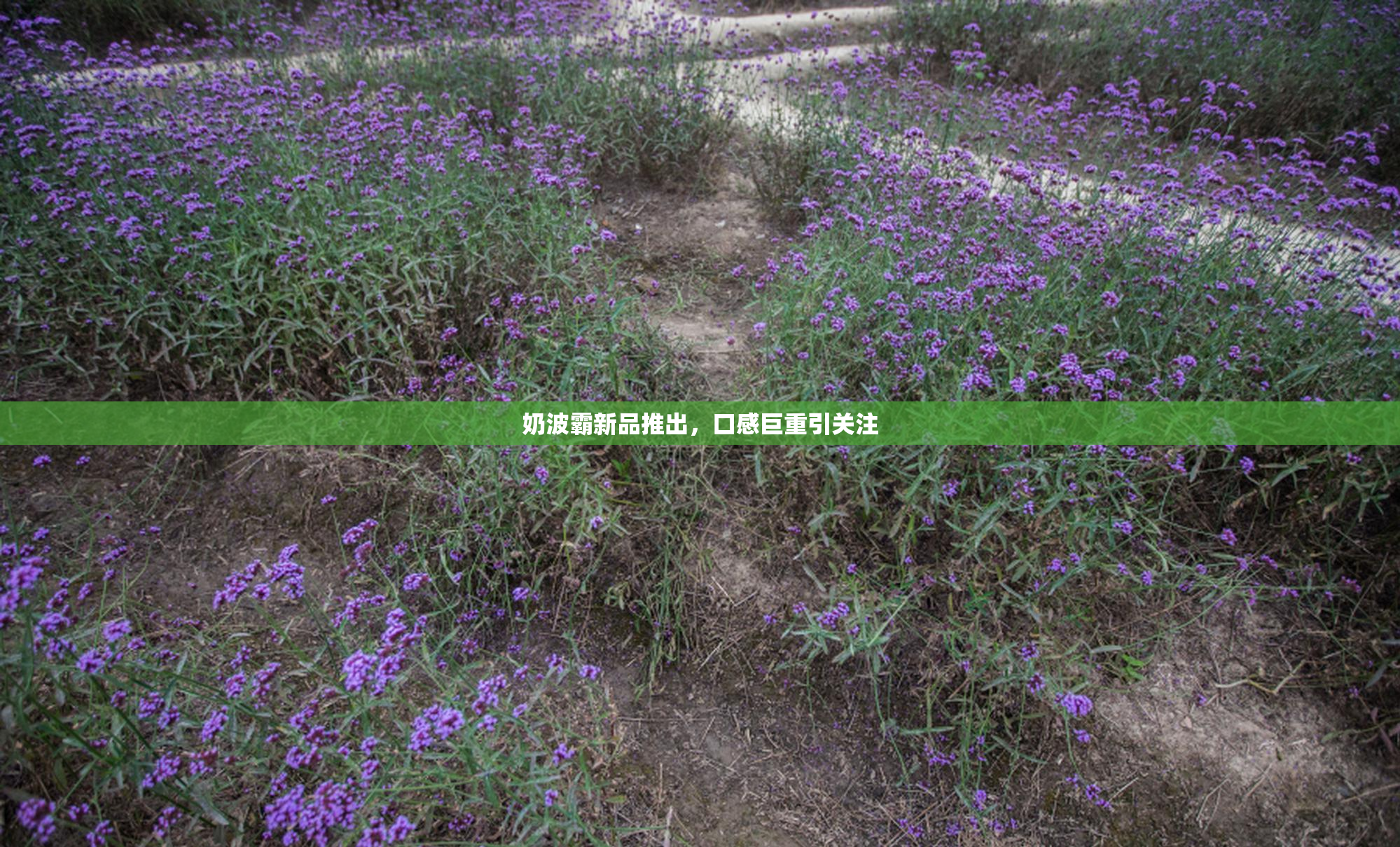 奶波霸新品推出，口感巨重引关注