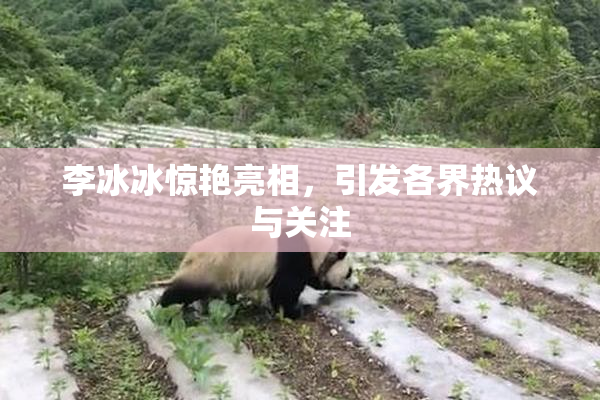 李冰冰惊艳亮相，引发各界热议与关注