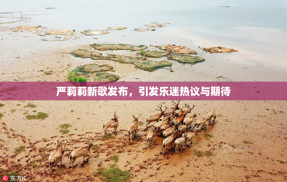 严莉莉新歌发布，引发乐迷热议与期待