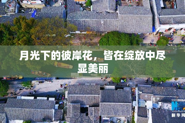 月光下的彼岸花，皆在绽放中尽显美丽