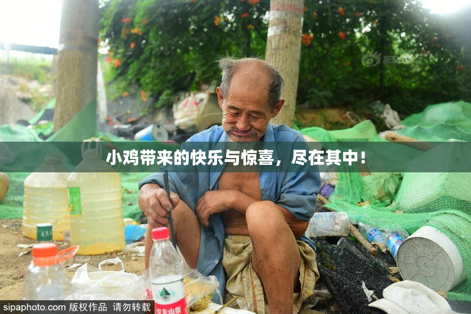 小鸡带来的快乐与惊喜，尽在其中！