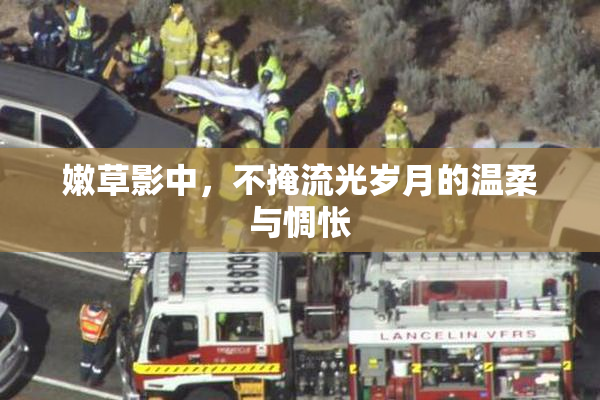 嫩草影中，不掩流光岁月的温柔与惆怅
