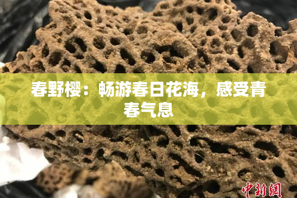 春野樱：畅游春日花海，感受青春气息
