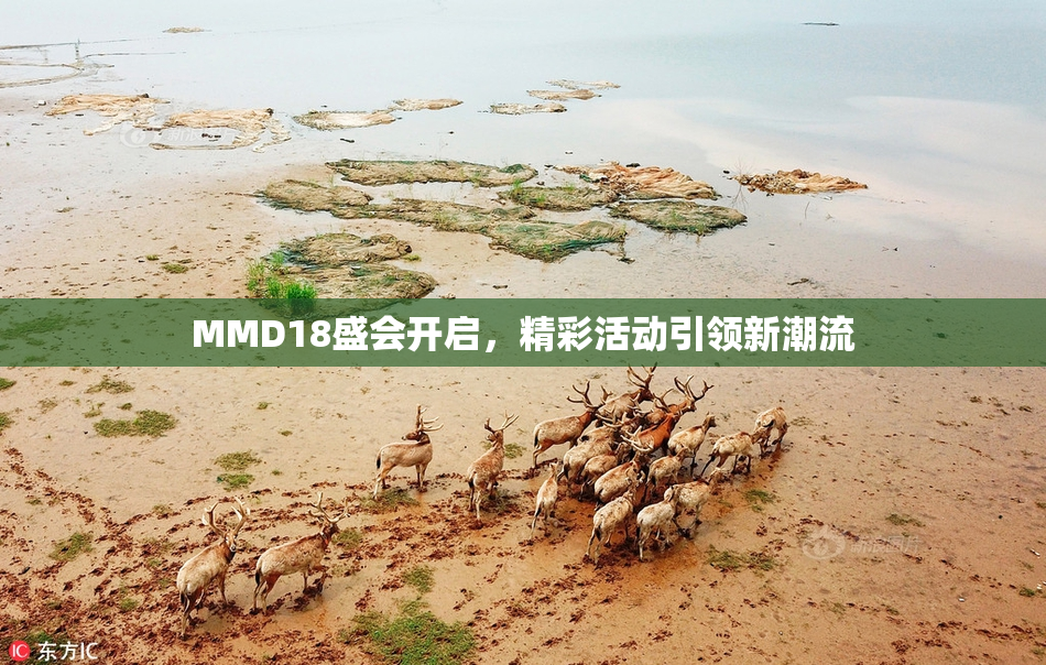 MMD18盛会开启，精彩活动引领新潮流