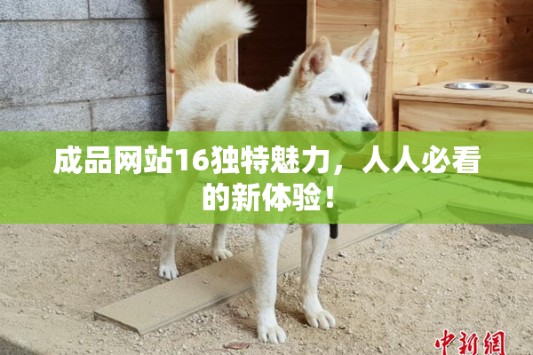 成品网站16独特魅力，人人必看的新体验！