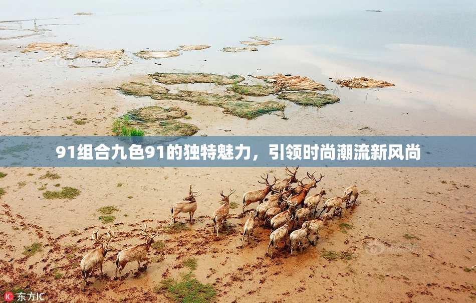 91组合九色91的独特魅力，引领时尚潮流新风尚