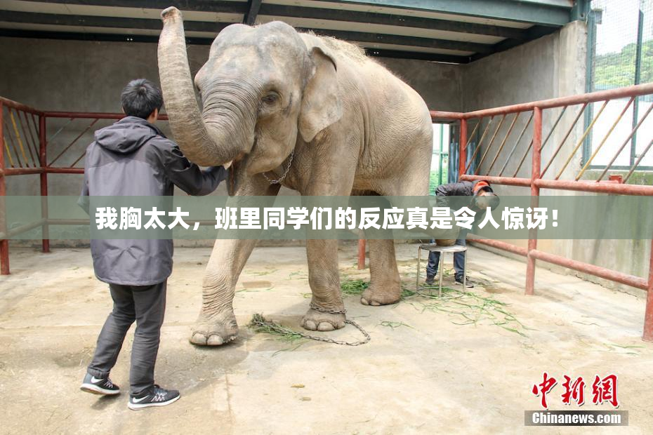 我胸太大，班里同学们的反应真是令人惊讶！