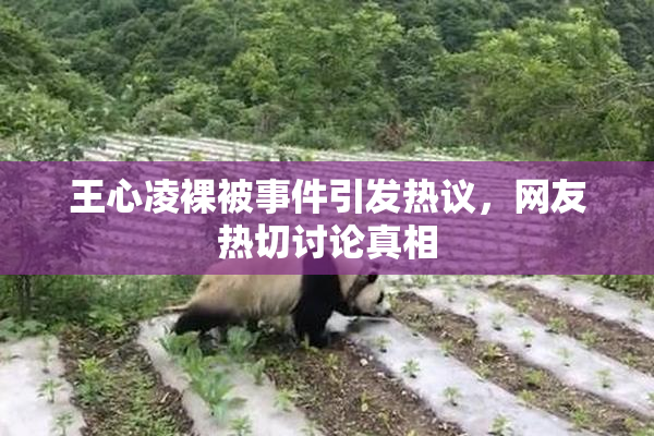 王心凌裸被事件引发热议，网友热切讨论真相