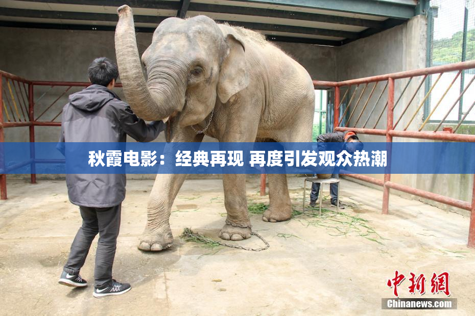 秋霞电影：经典再现 再度引发观众热潮
