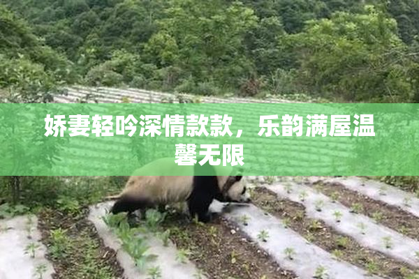 娇妻轻吟深情款款，乐韵满屋温馨无限