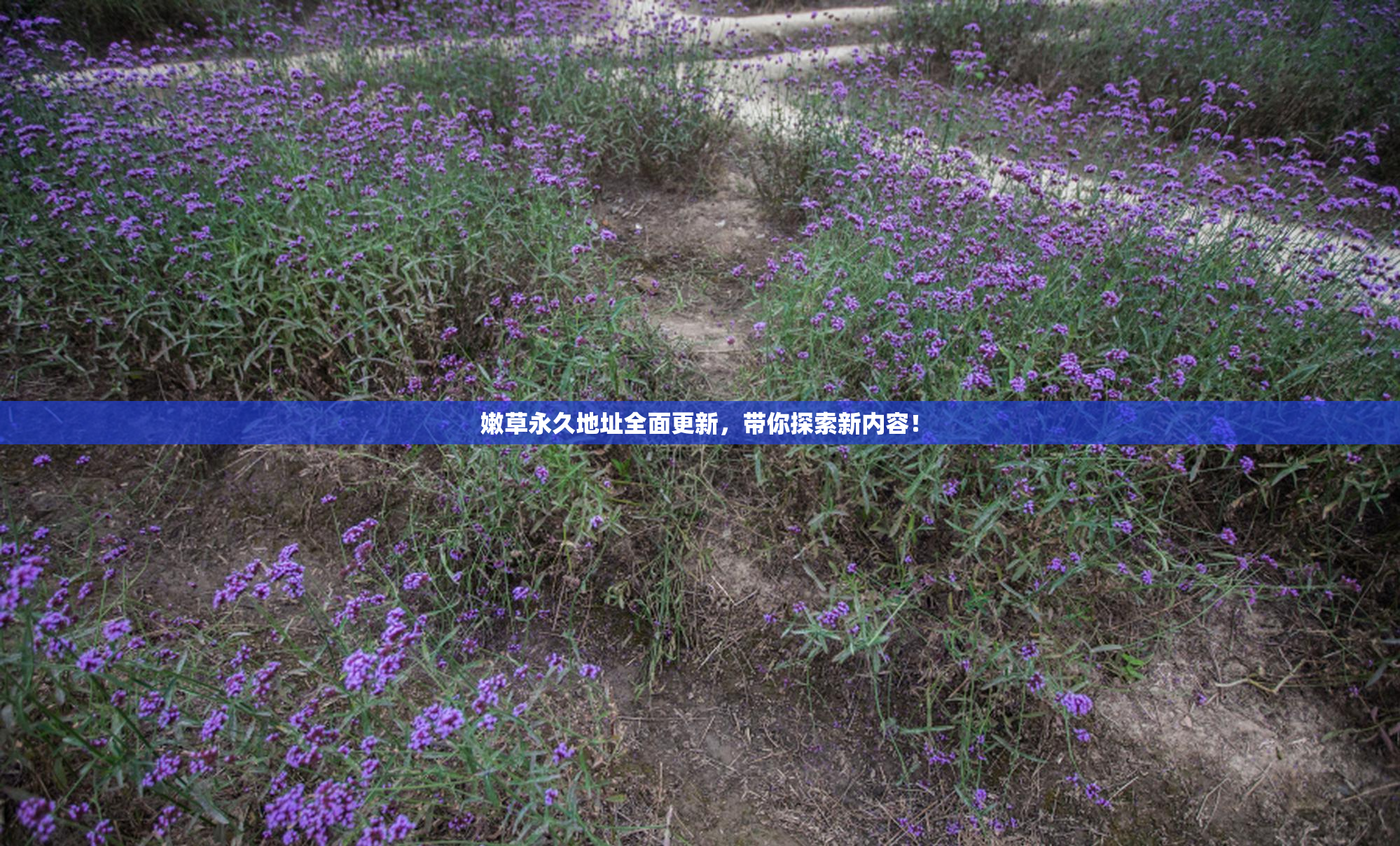 嫩草永久地址全面更新，带你探索新内容！