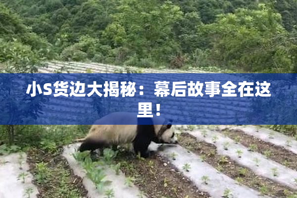 小S货边大揭秘：幕后故事全在这里！