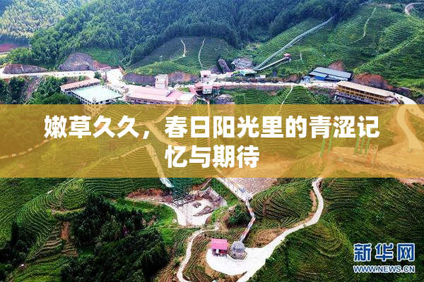 嫩草久久，春日阳光里的青涩记忆与期待