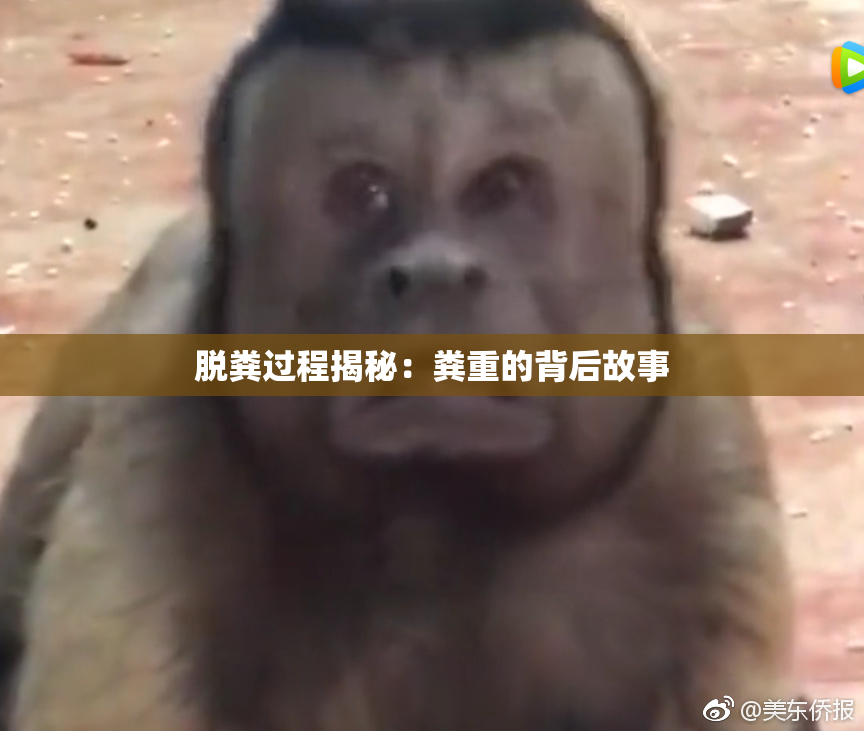 脱粪过程揭秘：粪重的背后故事