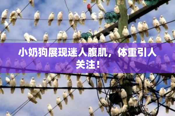 小奶狗展现迷人腹肌，体重引人关注！