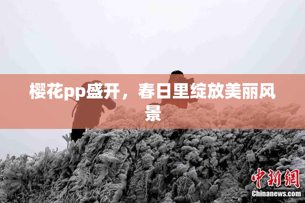樱花pp盛开，春日里绽放美丽风景