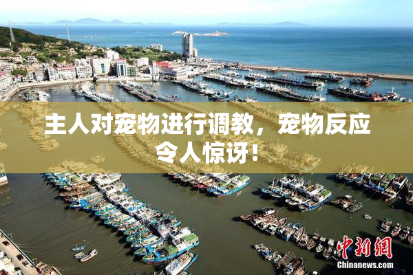 主人对宠物进行调教，宠物反应令人惊讶！