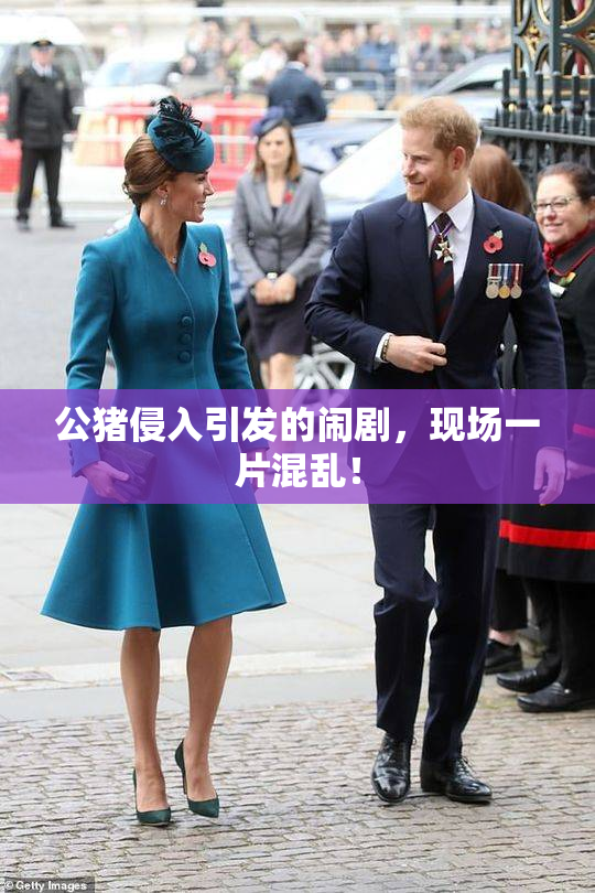 公猪侵入引发的闹剧，现场一片混乱！