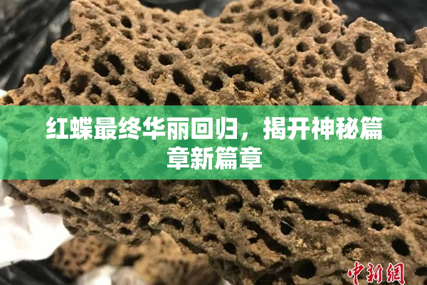 红蝶最终华丽回归，揭开神秘篇章新篇章