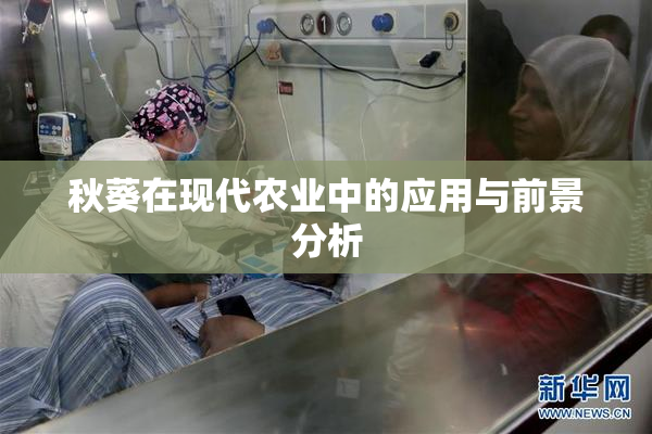 秋葵在现代农业中的应用与前景分析
