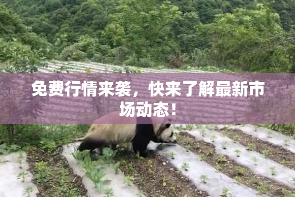免费行情来袭，快来了解最新市场动态！