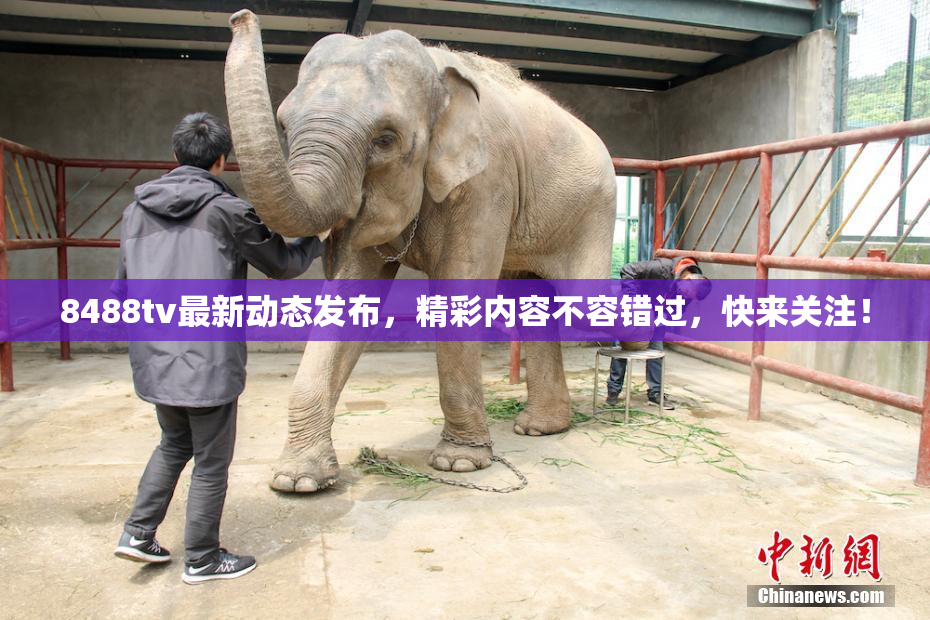 8488tv最新动态发布，精彩内容不容错过，快来关注！
