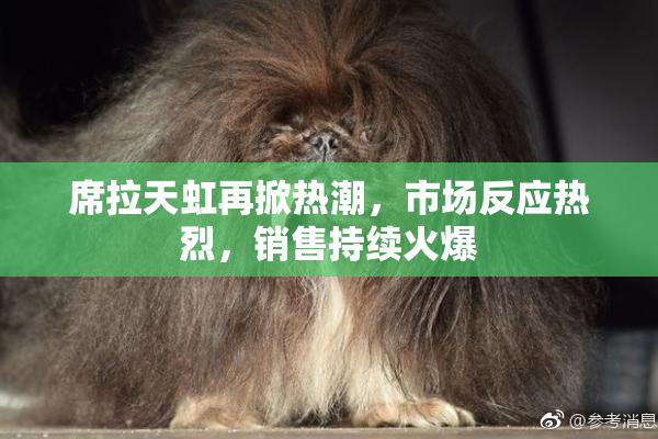 席拉天虹再掀热潮，市场反应热烈，销售持续火爆