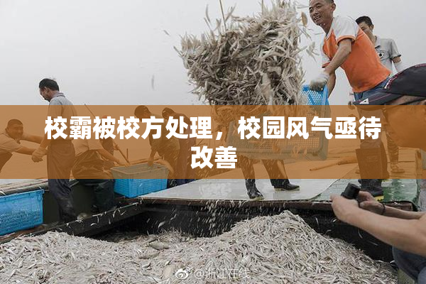 校霸被校方处理，校园风气亟待改善