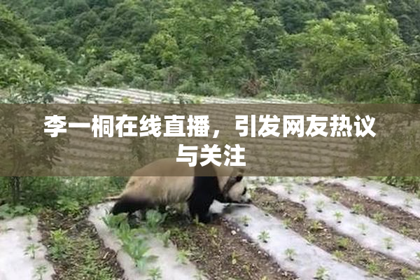 李一桐在线直播，引发网友热议与关注