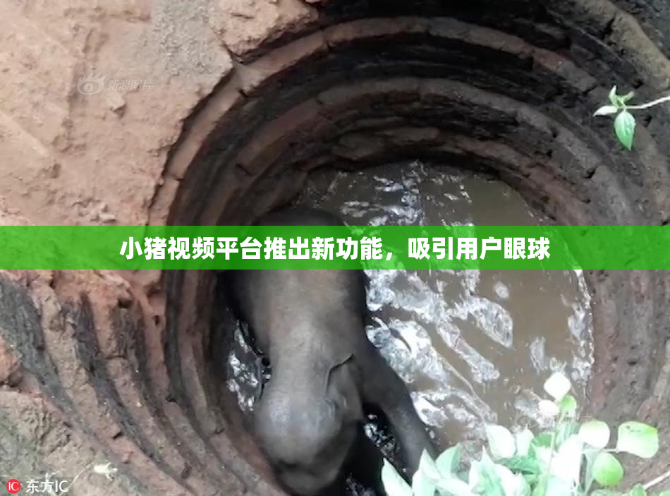 小猪视频平台推出新功能，吸引用户眼球