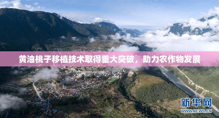 黄油桃子移植技术取得重大突破，助力农作物发展