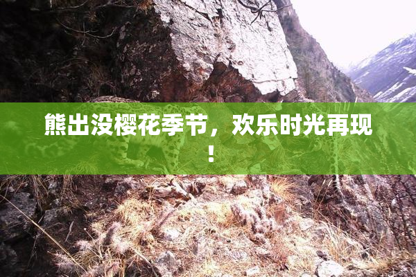 熊出没樱花季节，欢乐时光再现！