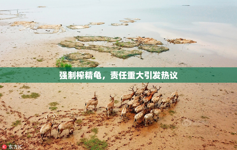 强制榨精龟，责任重大引发热议
