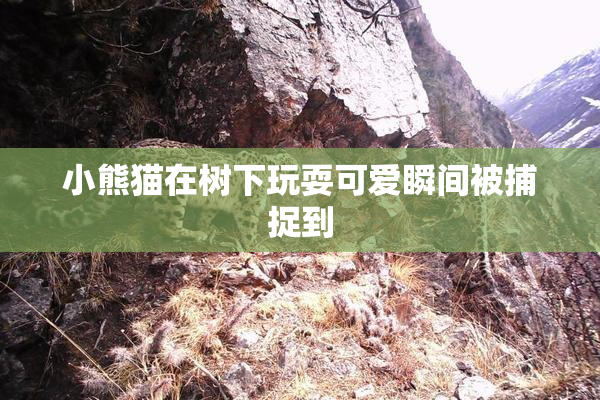 小熊猫在树下玩耍可爱瞬间被捕捉到