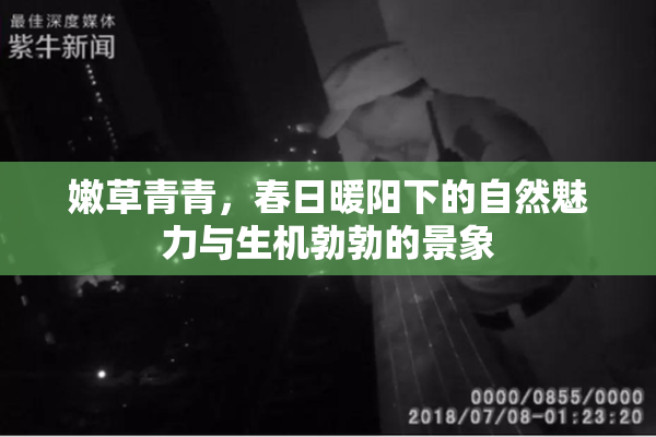 嫩草青青，春日暖阳下的自然魅力与生机勃勃的景象