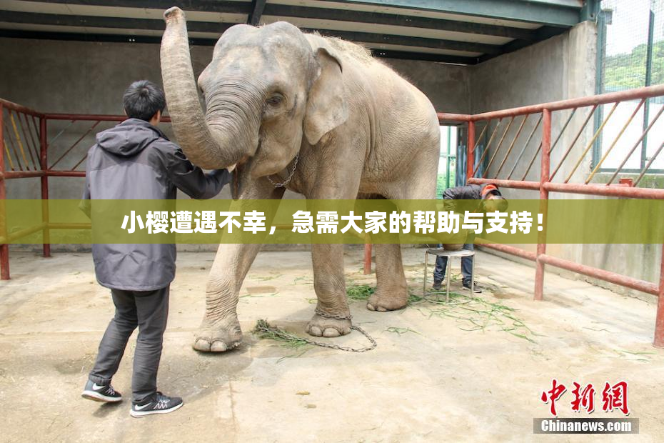 小樱遭遇不幸，急需大家的帮助与支持！