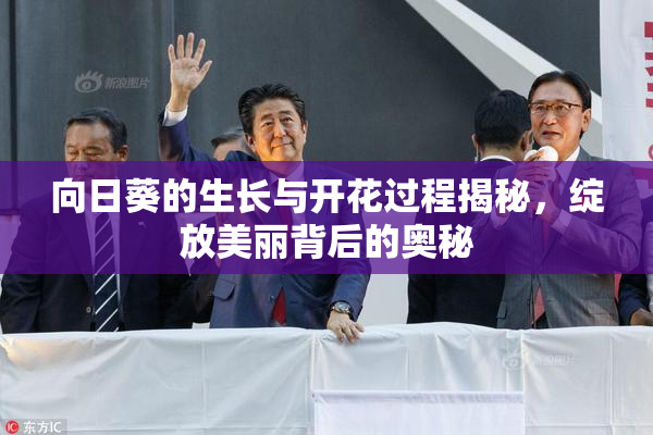 向日葵的生长与开花过程揭秘，绽放美丽背后的奥秘