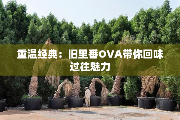 重温经典：旧里番OVA带你回味过往魅力