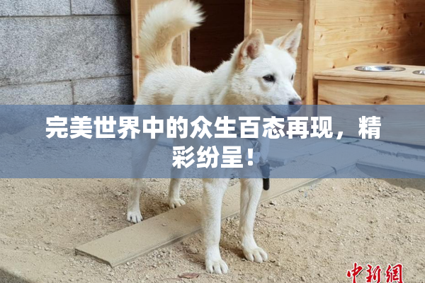 完美世界中的众生百态再现，精彩纷呈！