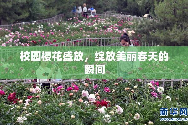 校园樱花盛放，绽放美丽春天的瞬间