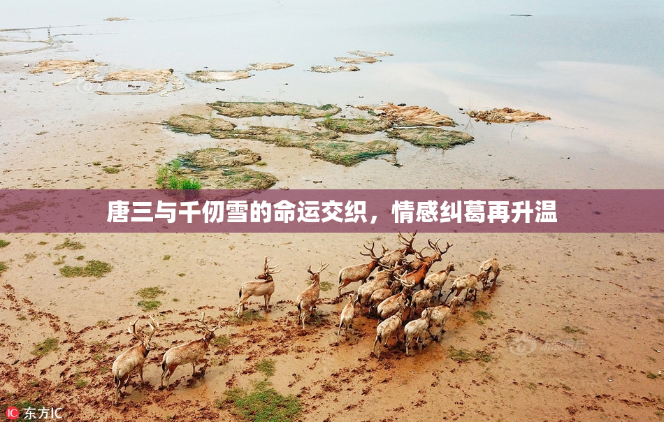 唐三与千仞雪的命运交织，情感纠葛再升温