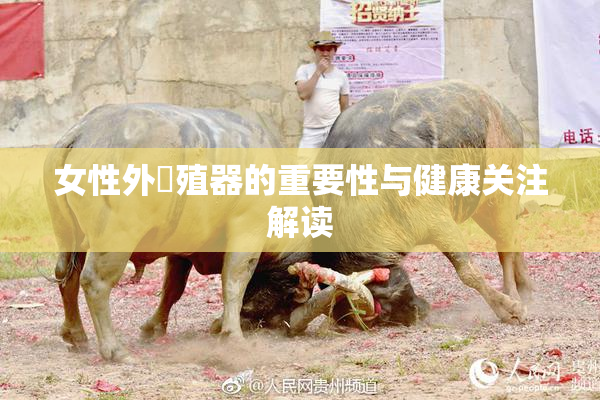 女性外夝殖器的重要性与健康关注解读