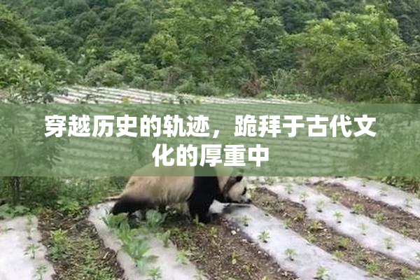 穿越历史的轨迹，跪拜于古代文化的厚重中