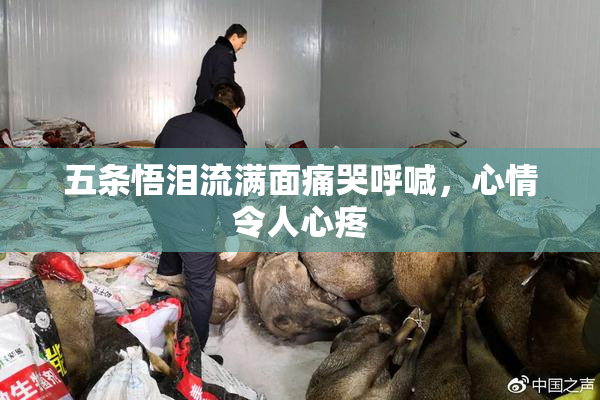 五条悟泪流满面痛哭呼喊，心情令人心疼